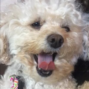 Meet your Posher, Maya