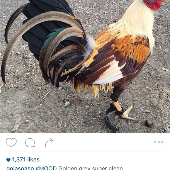 Meet your Posher, Daniela - Picture 1 of 1