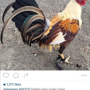 Meet your Posher, Daniela