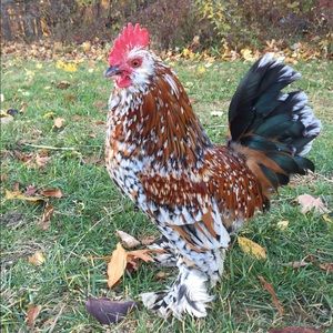 Meet your Posher, Ellie