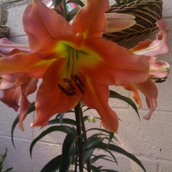 Meet your Posher, Aurea