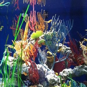 Meet your Posher, Patricia