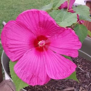 Meet your Posher, Veronica