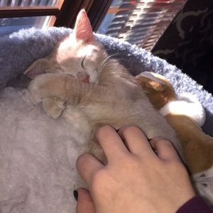 Meet your Posher, Rachel