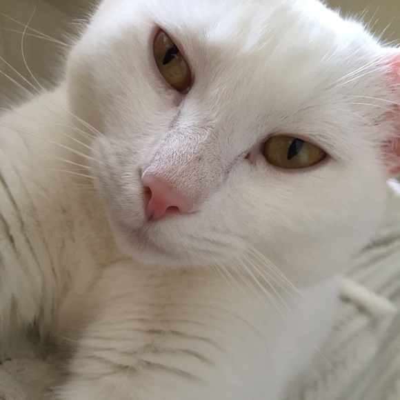 Meet your Posher, Brook