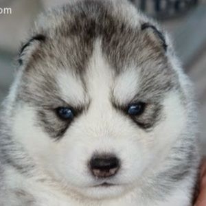 Meet your Posher, Aimee