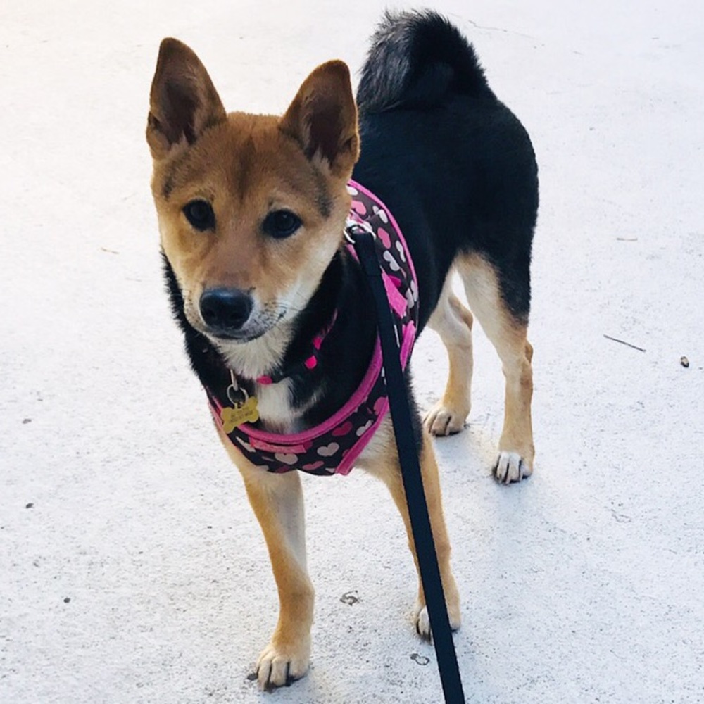 Who, me? 🐶♥️ - Picture 5 of 5