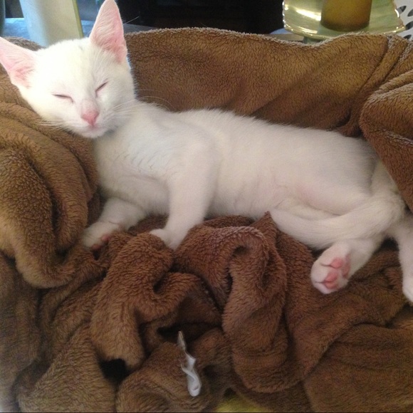 Meet my new assistant, Gusterson, or GUS! - Picture 2 of 7