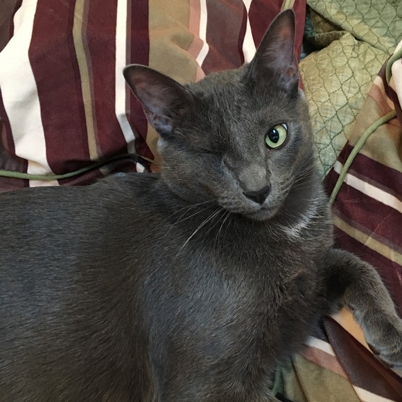 Meet my new assistant, Gusterson, or GUS! - Picture 4 of 7