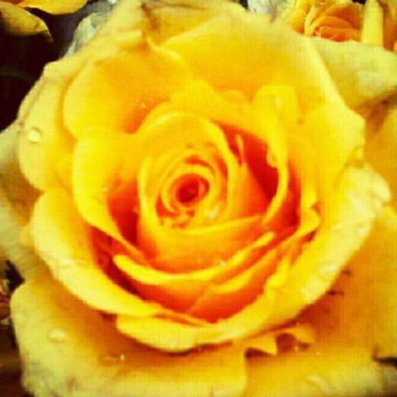 Meet your Posher, Gifted