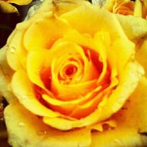 Meet your Posher, Gifted