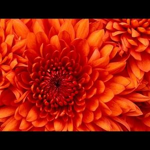 Meet your Posher, Monica