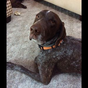 Meet your Posher, Dianne