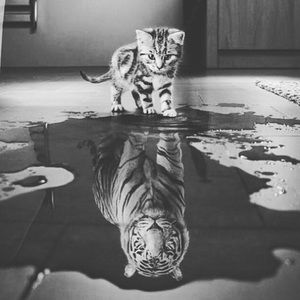 Meet your Posher, Cody