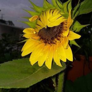 Meet your Posher, Sue