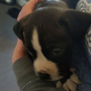 Meet your Posher, Roxanne