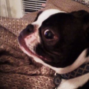 Meet your Posher, Phoebe