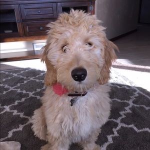 Meet your Posher, Lacey