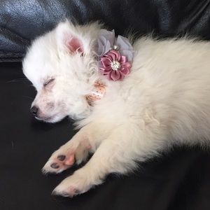 Meet your Posher, Isabelle