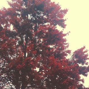 Meet your Posher, Brittney