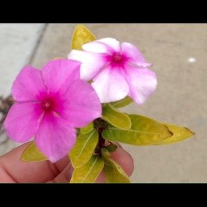 Meet your Posher, Karina