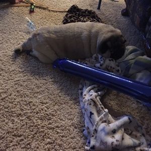 Meet your Posher, Rosie