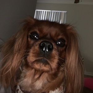 Meet your Posher, Lane