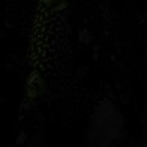 Meet your Posher, Randi