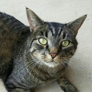 Meet your Posher, Laurel