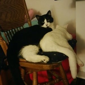 Meet your Posher, Brandy