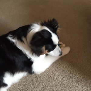 Meet your Posher, Corrie