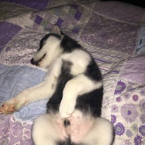 Meet your Posher, Sydney