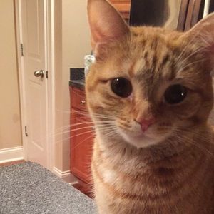 Meet your Posher, Allie