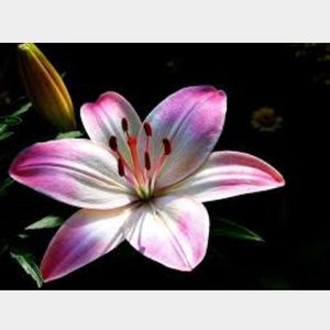 Meet your Posher, Bailey