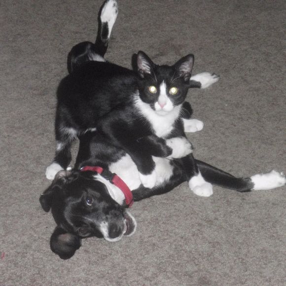 Meet your Posher, Ellie - Picture 1 of 1