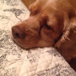 Meet your Posher, Desiree