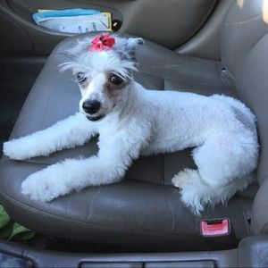 Meet your Posher, Randi