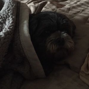 Meet your Posher, Bridget