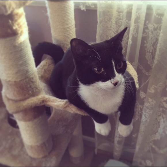 Meet your Posher, Katie - Picture 2 of 3