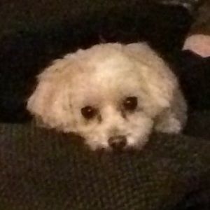 Meet your Posher, Dawn