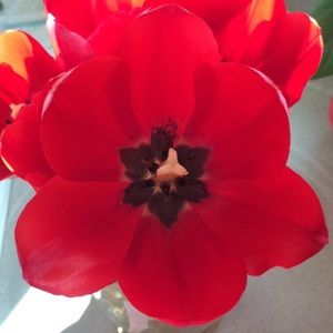 Meet your Posher, Juanita