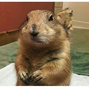 Meet your Posher, Joy