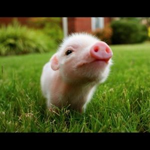 Meet your Posher, Michele