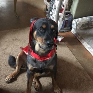 Meet your Posher, Heidi