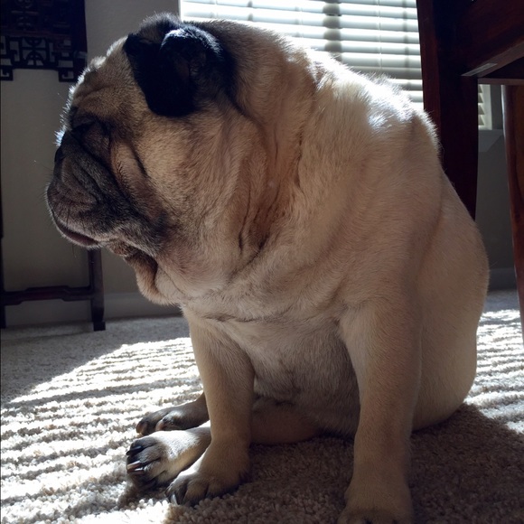 Meet your Posher, Sully - Picture 3 of 4