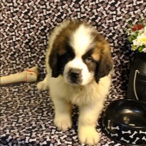 Meet your Posher, Ann