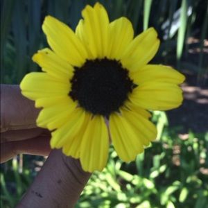 Meet your Posher, Vivian