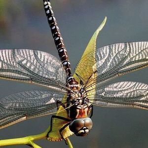 Meet your Posher, Judith