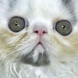 Meet your Posher, Gage