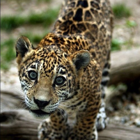 Meet your Posher, Arya - Picture 1 of 1